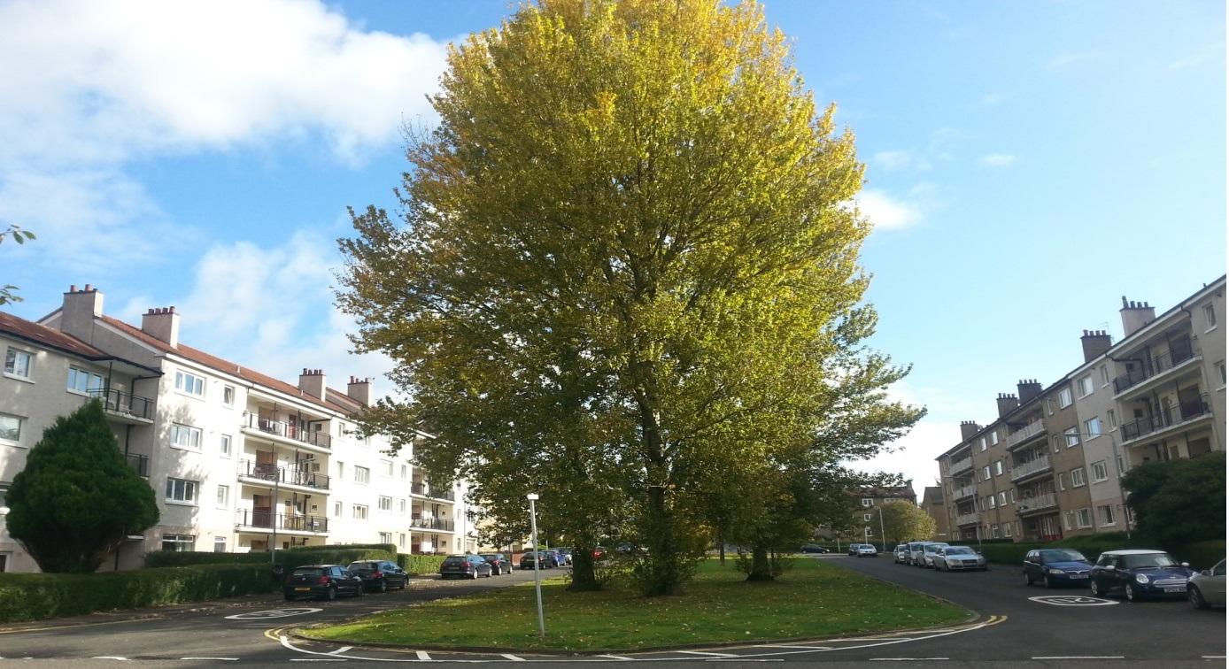 Tree in the centre of Merrylee